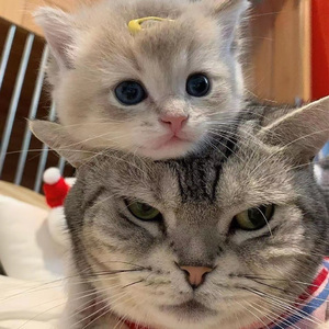 国产灬性灬淫…乱…视频…
